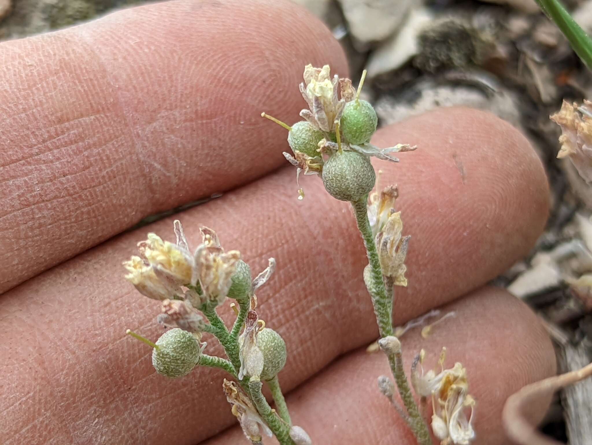 Physaria kingii (S. Watson) O'Kane & Al-Shehbaz的圖片