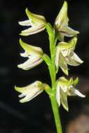 Image of Streaked leek orchid