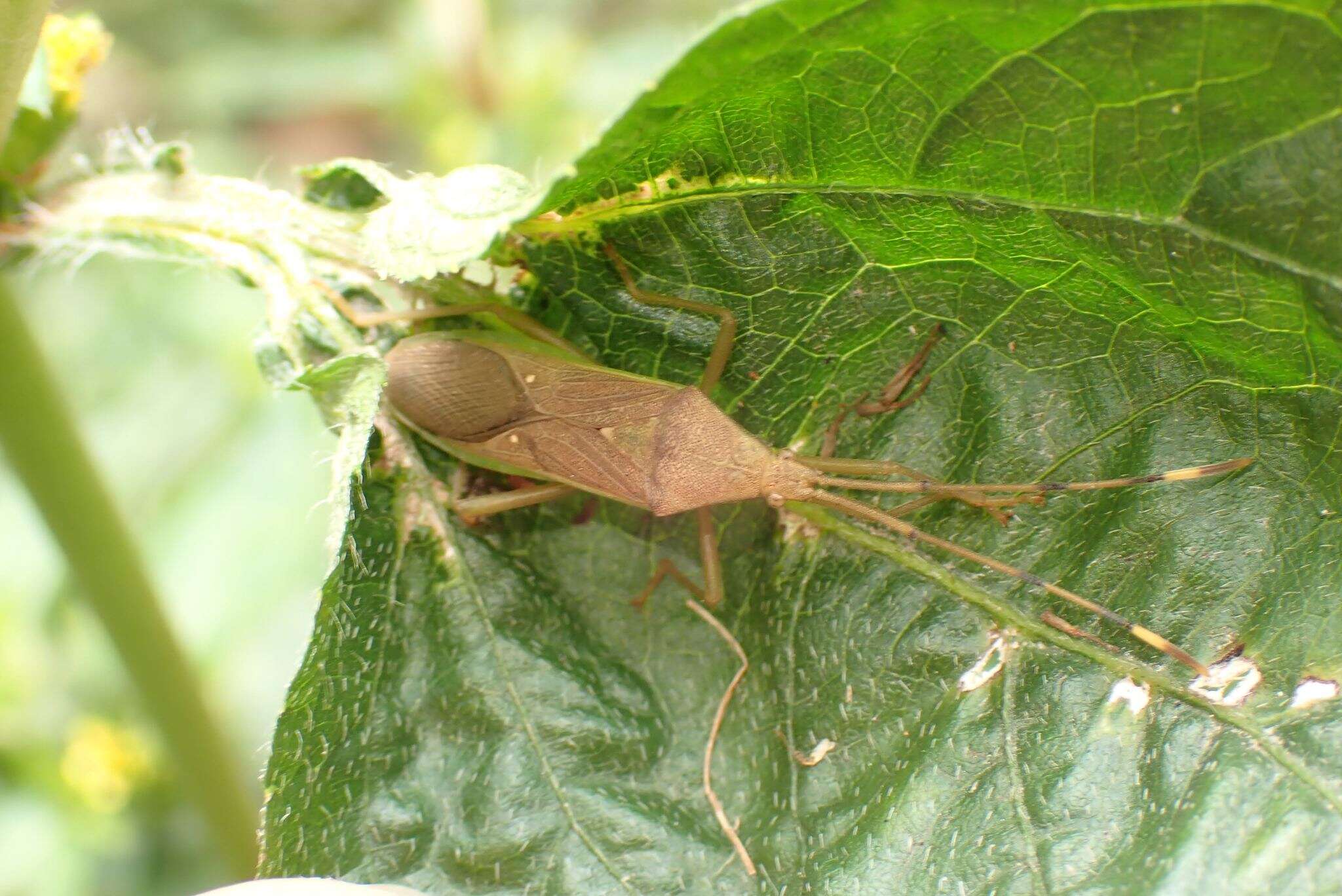 Image of Homoeocerus (Anacanthocoris) bipustulatus Stål 1871