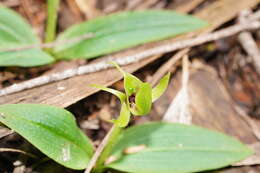 Image of Mountain bird orchid