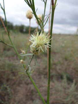 Plancia ëd Centaurea paczoskii Kotov ex Klok.