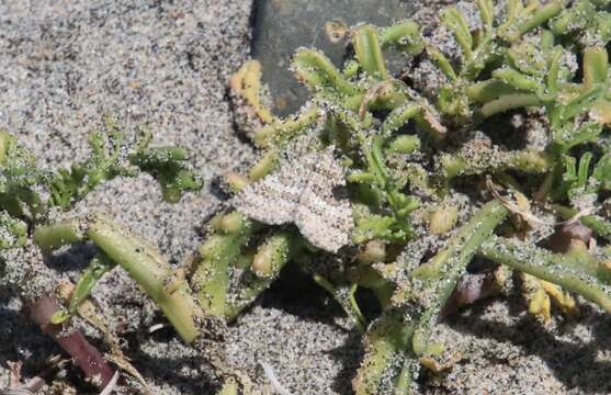 Image of Euphyia implicata Guenée 1858