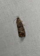 Image of codling moth