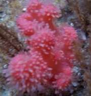 Image of Sea Strawberry