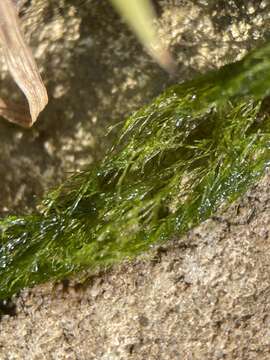 Image of Cladophora glomerata