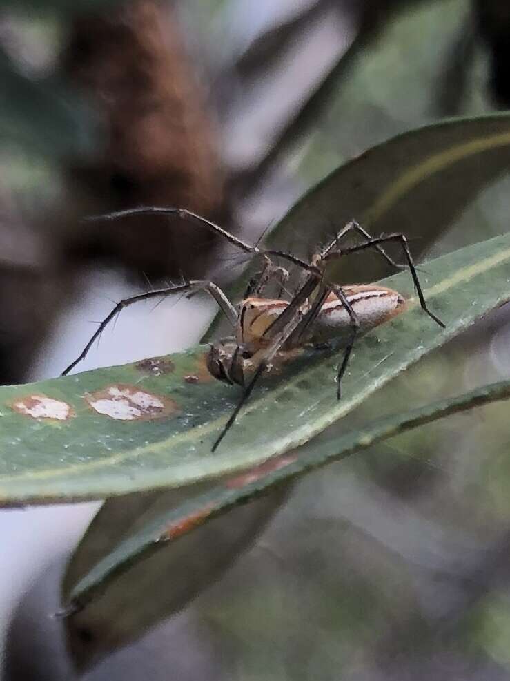 Image of Oxyopes macilentus L. Koch 1878