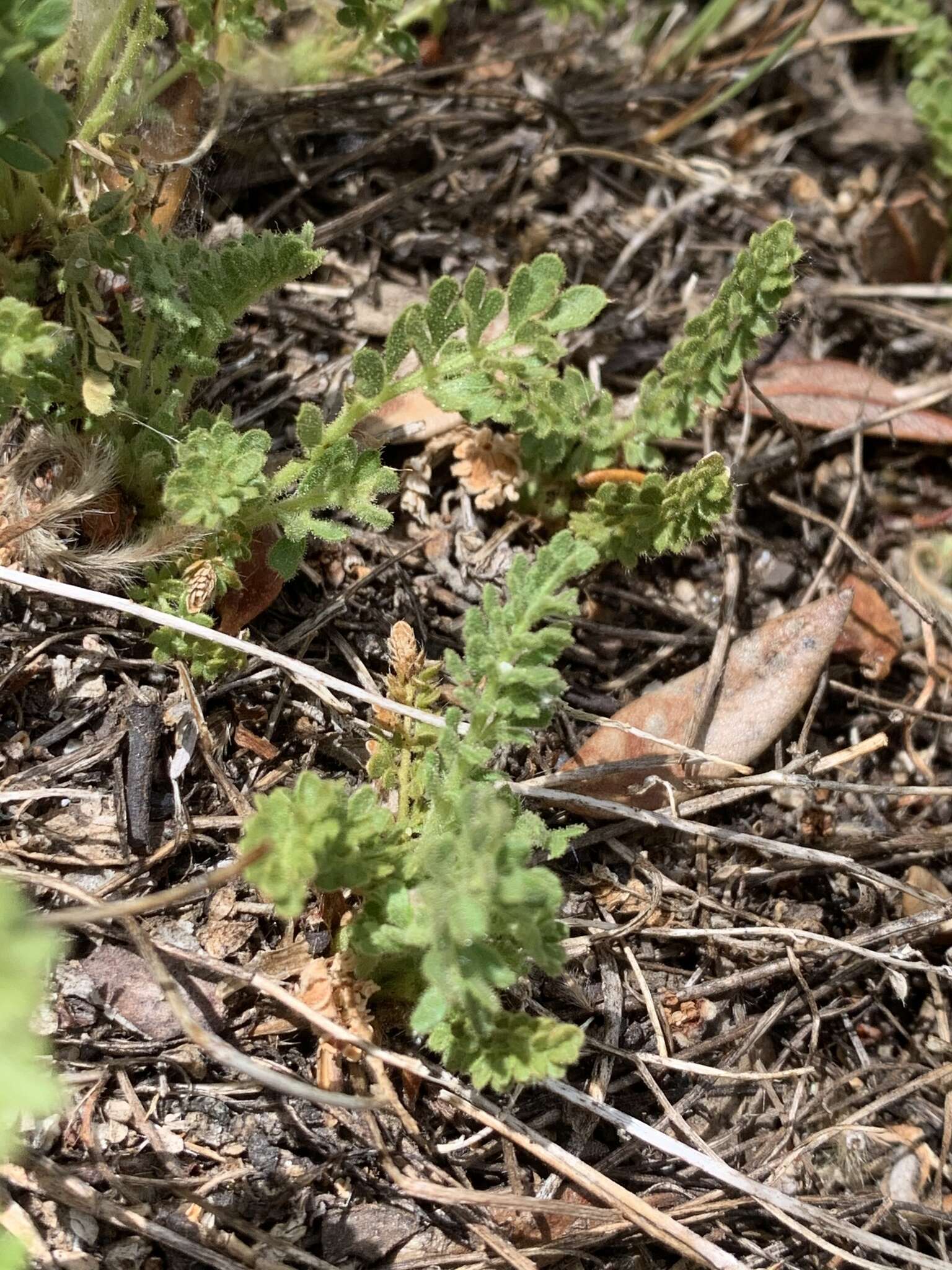 Ivesia baileyi subsp. setosa (S. Wats.) Keck的圖片