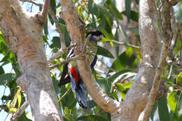 Image of Northern Rosella