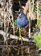 Image of American Purple Gallinule