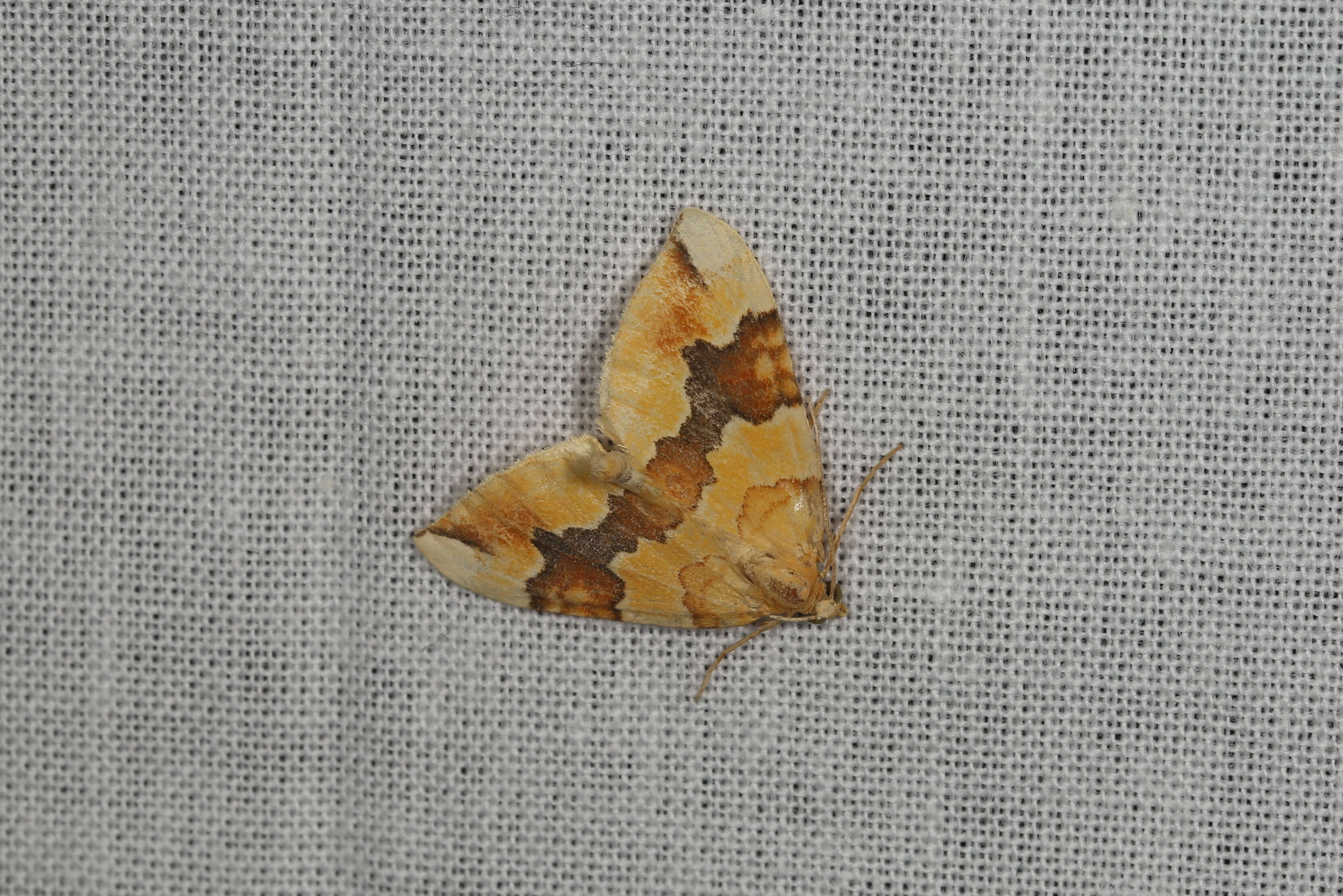 Image of barred yellow