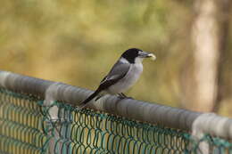 Image of Grey Butcherbird