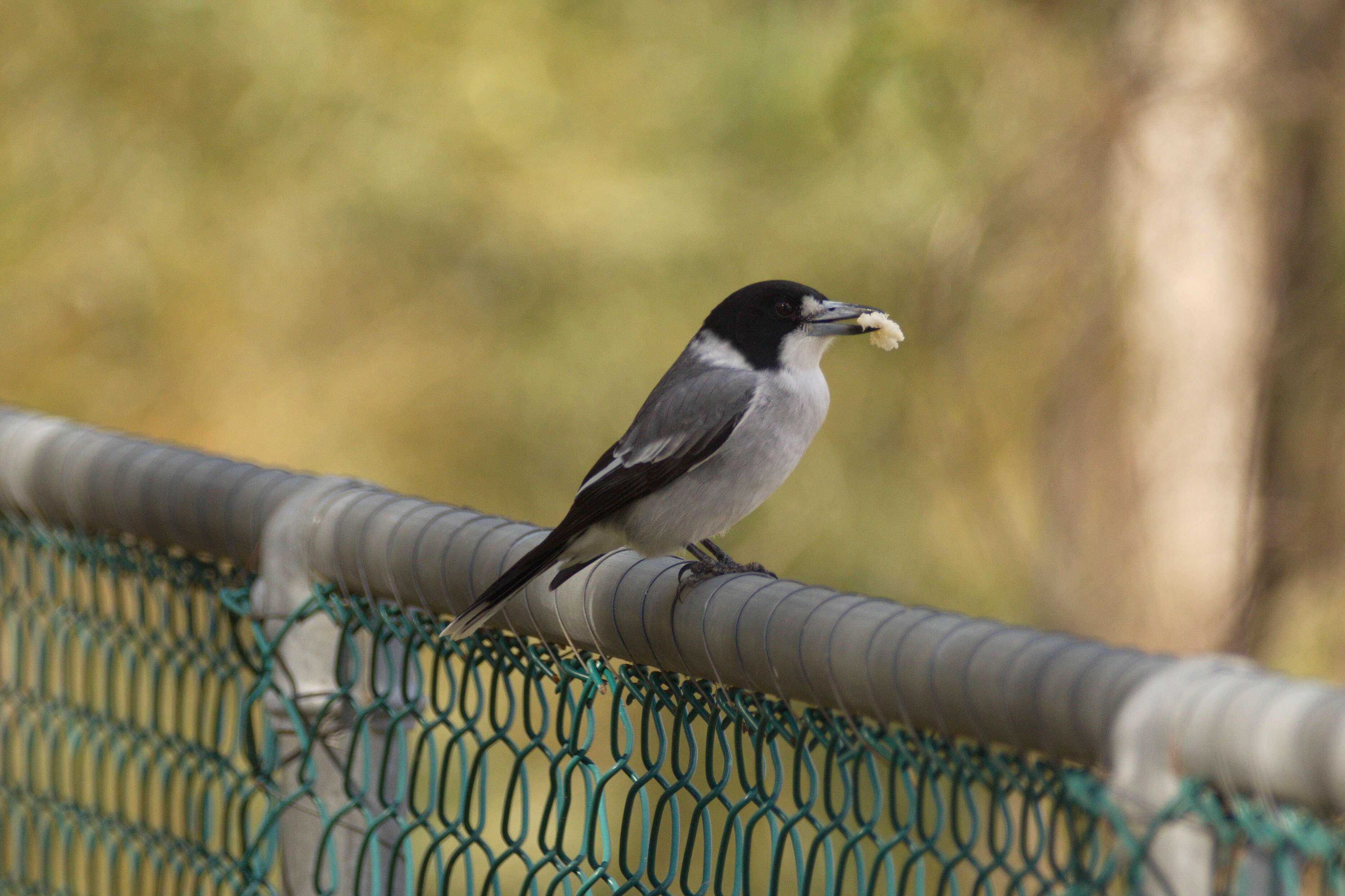 Image of Grey Butcherbird