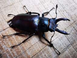 Image of Lucanus formosanus Planet 1899