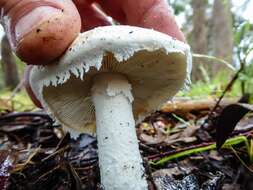 Image de Amanita farinacea (Sacc.) Cleland & Cheel 1914