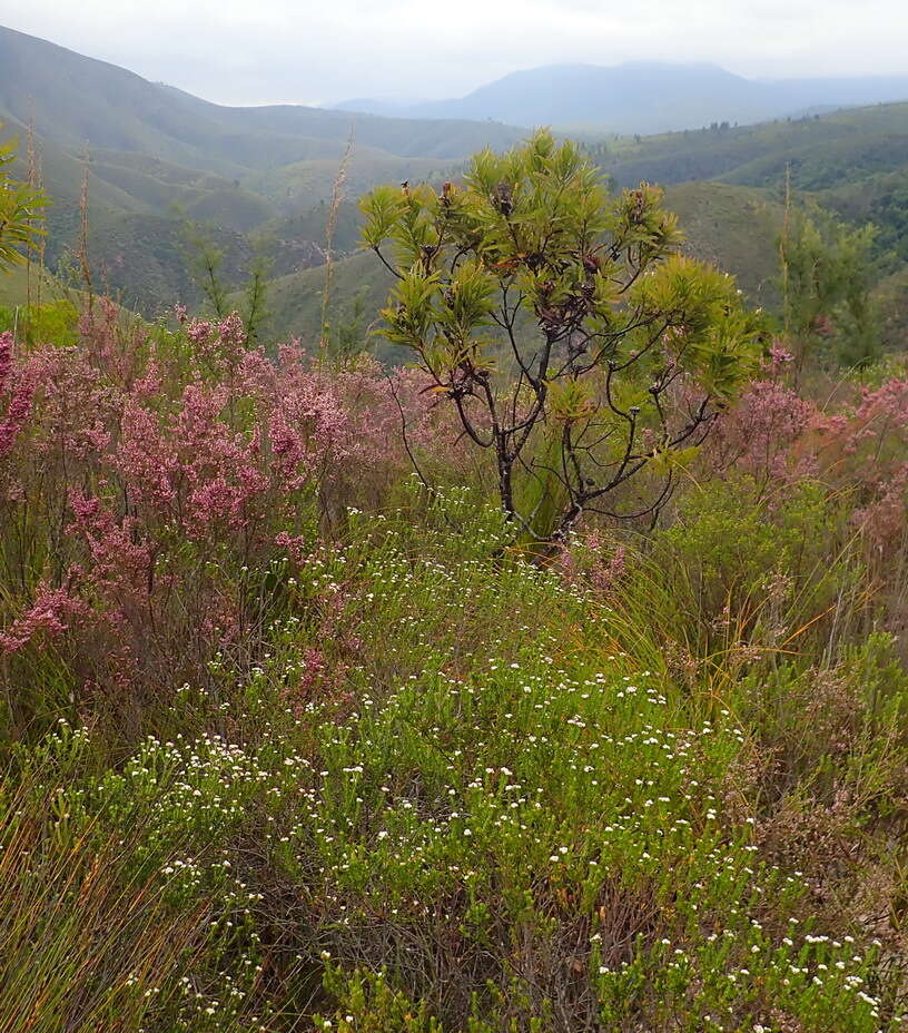 Image of Phylica purpurea var. pearsonii Pillans