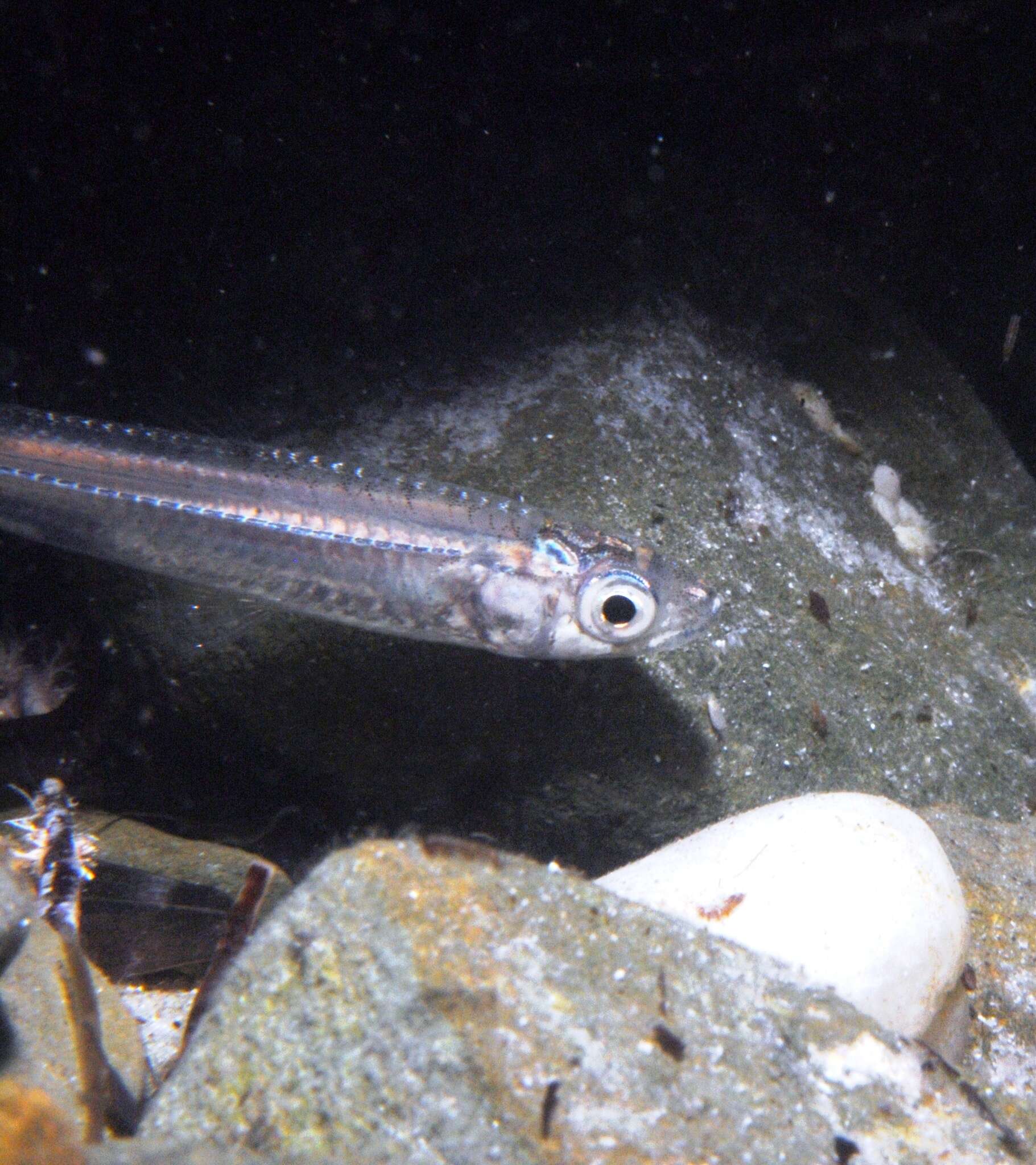 Image of Endora&#39;s hardyhead