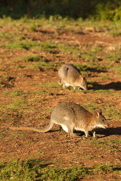 Image of Red-necked Pademelon