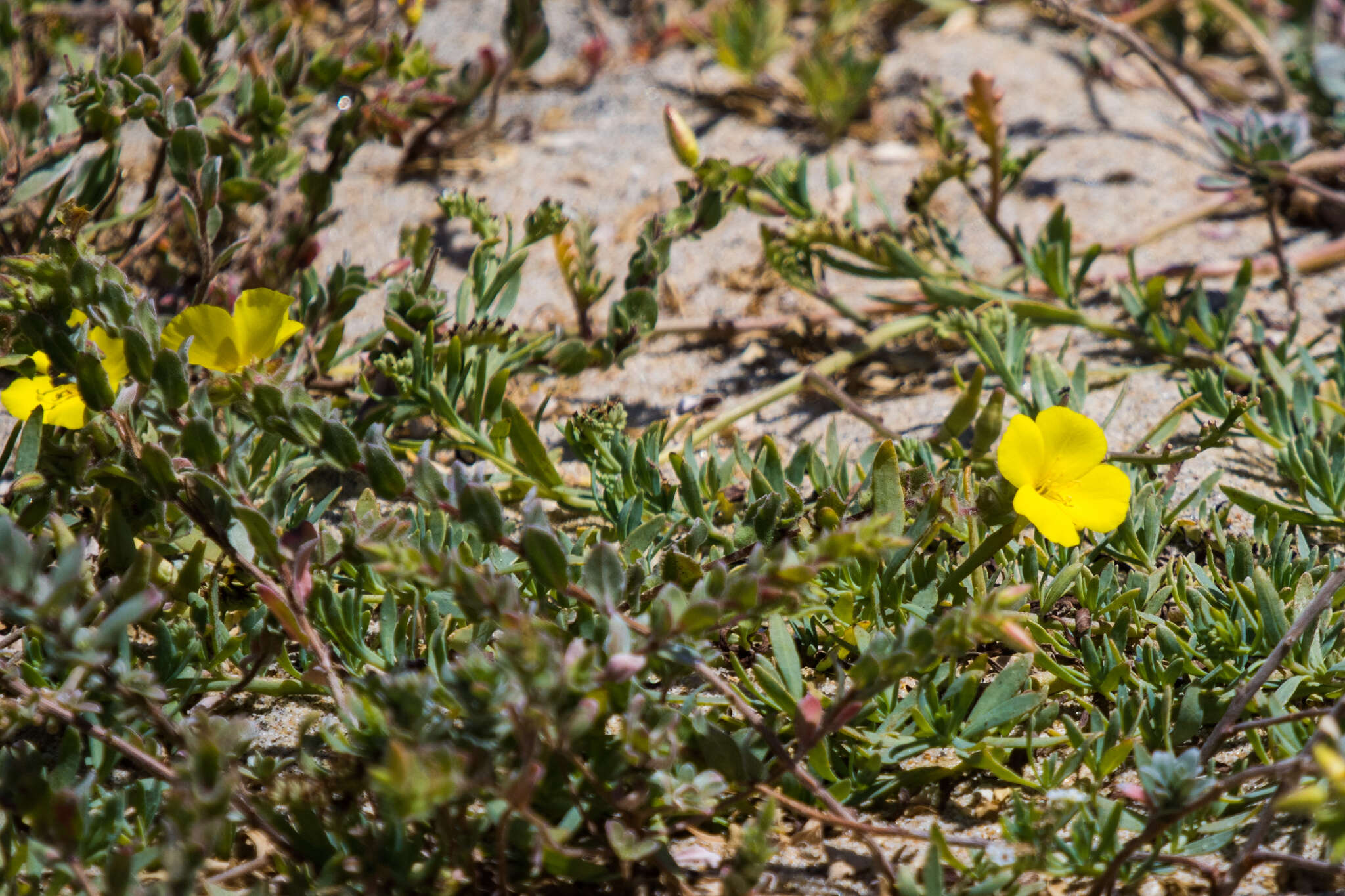 Image of Camissoniopsis W. L. Wagner & Hoch