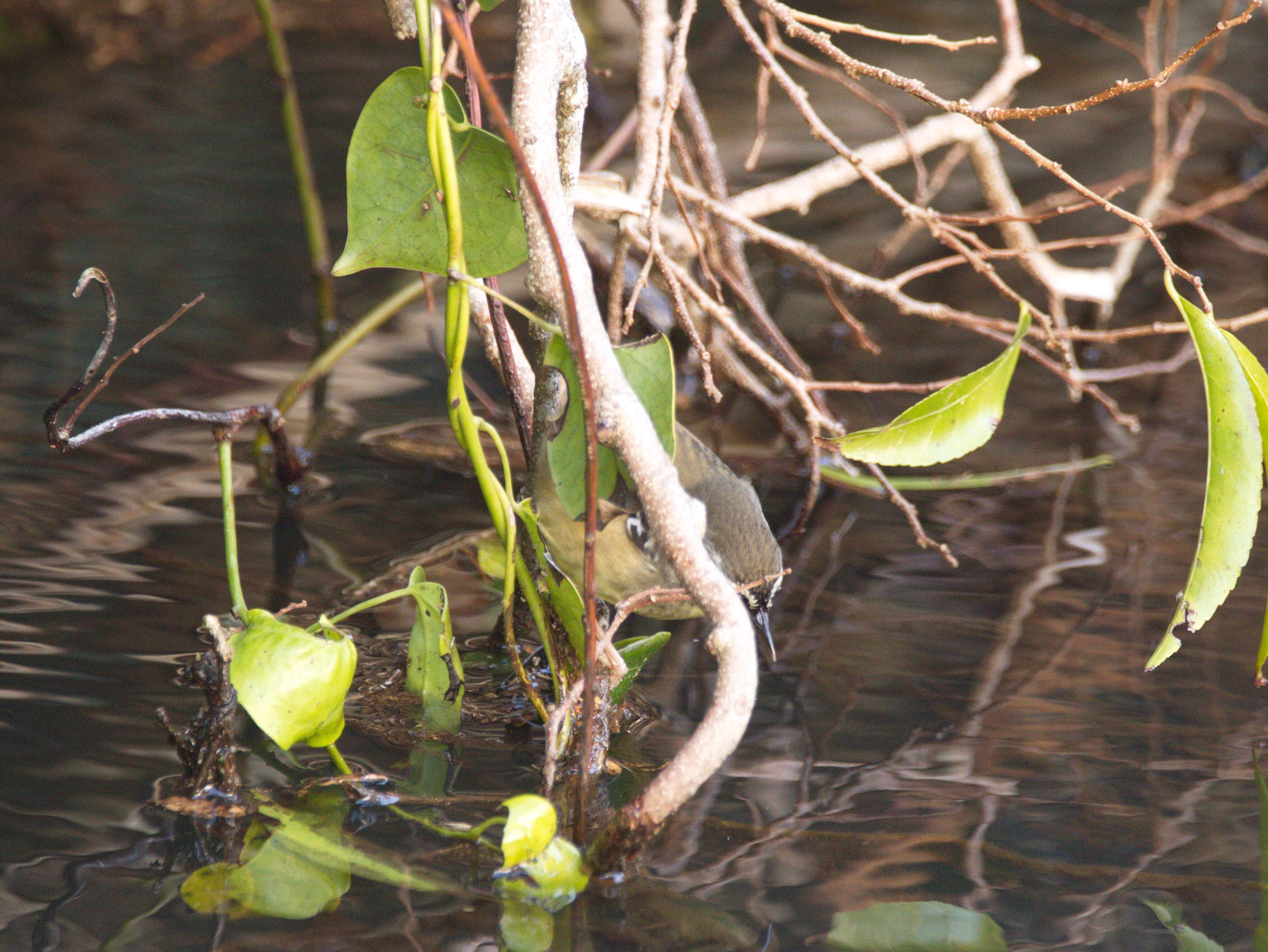 Image of White-browed Scrubwren