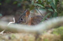 Image of Red-necked Pademelon