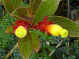 Image of Columnea dielsii Mansf.