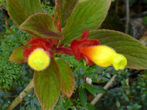 Image of Columnea dielsii Mansf.