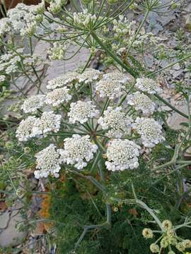 Image of Astrodaucus orientalis (L.) Drude