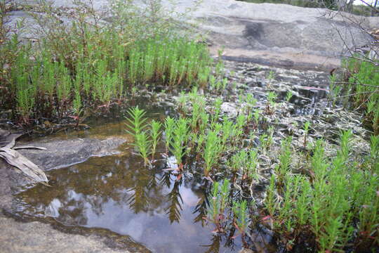 Image of Rotala fimbriata Wight