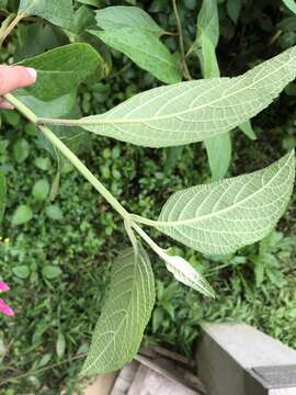 Image of Salvia tortuosa Kunth