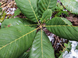 Notholithocarpus densiflorus var. echinoides (R. Br. ter) Manos, Cannon & S. H. Oh的圖片