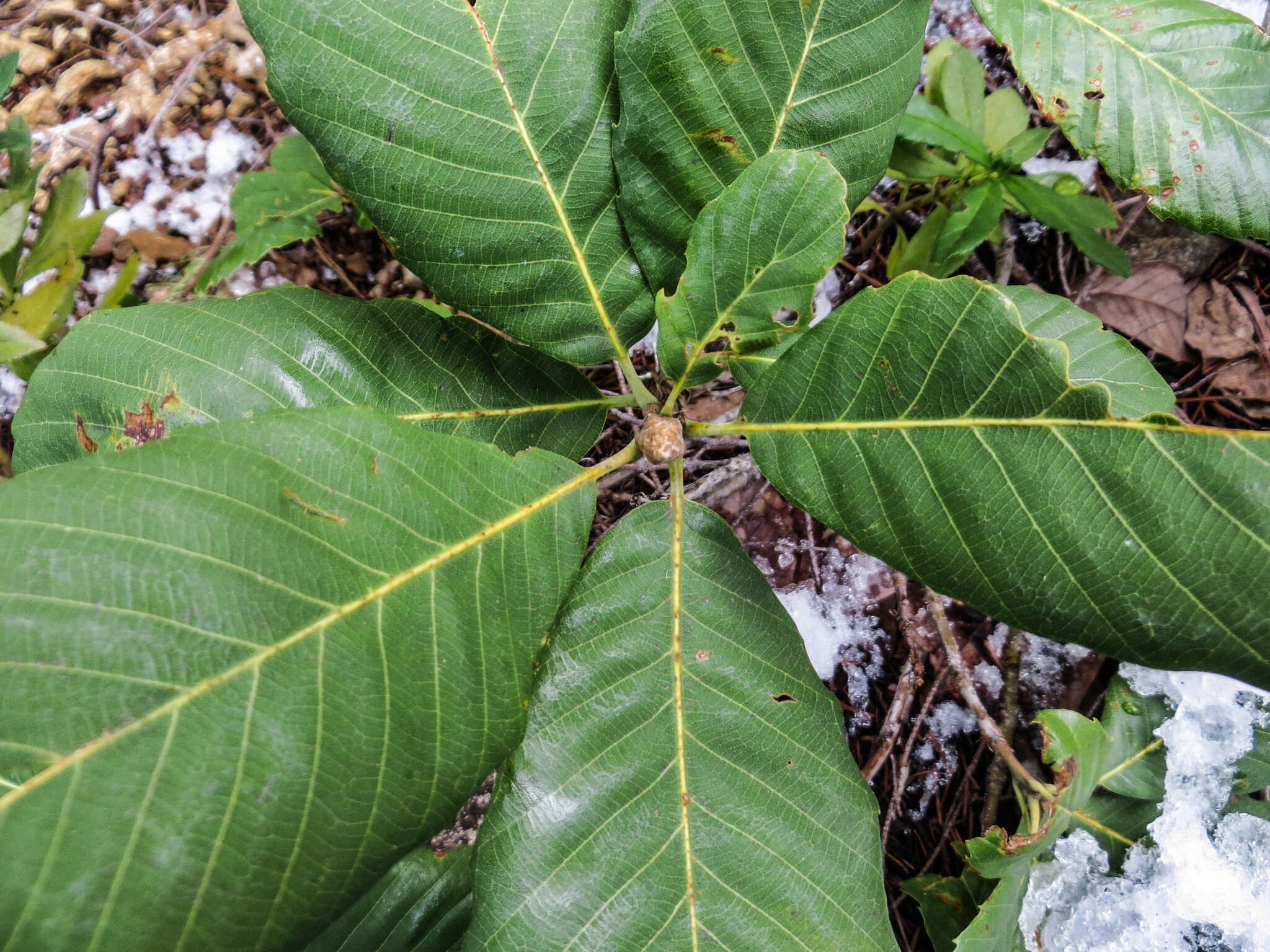 Imagem de Notholithocarpus densiflorus var. echinoides (R. Br. ter) Manos, Cannon & S. H. Oh