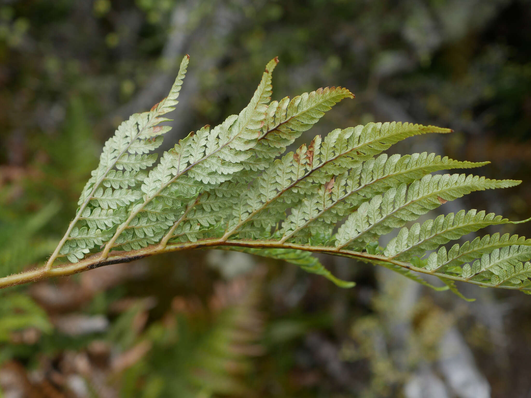 Image of Dicksonia lanata Col.