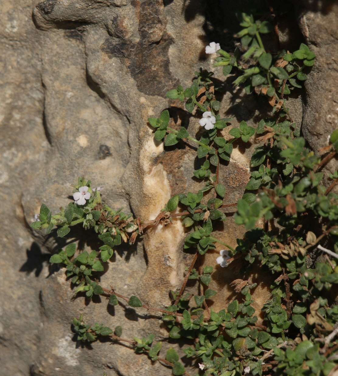 Plancia ëd Micromeria filiformis subsp. filiformis