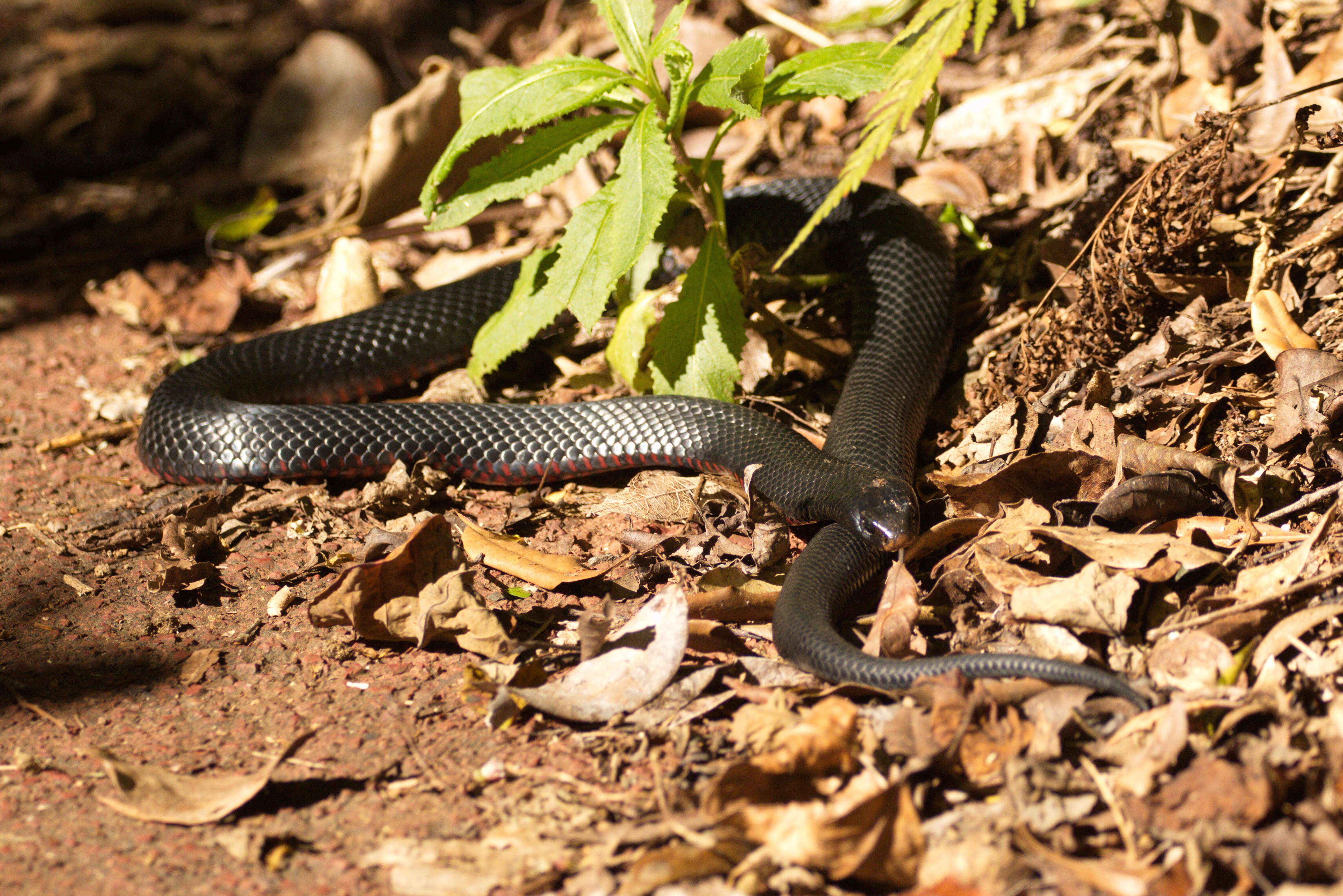 Слика од Pseudechis porphyriacus (Shaw 1794)