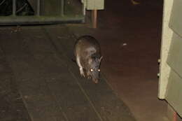 Image of Northern Brown Bandicoot