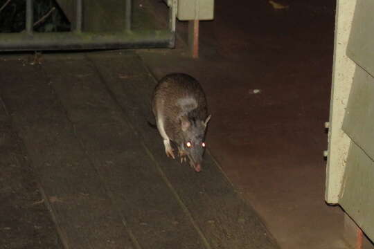 Image of Northern Brown Bandicoot