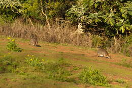 Image of Red-necked Pademelon