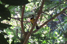 Image of Australian Golden Whistler