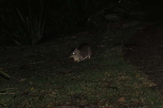 Image of Northern Brown Bandicoot