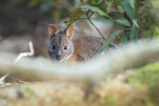 Image of Red-necked Pademelon