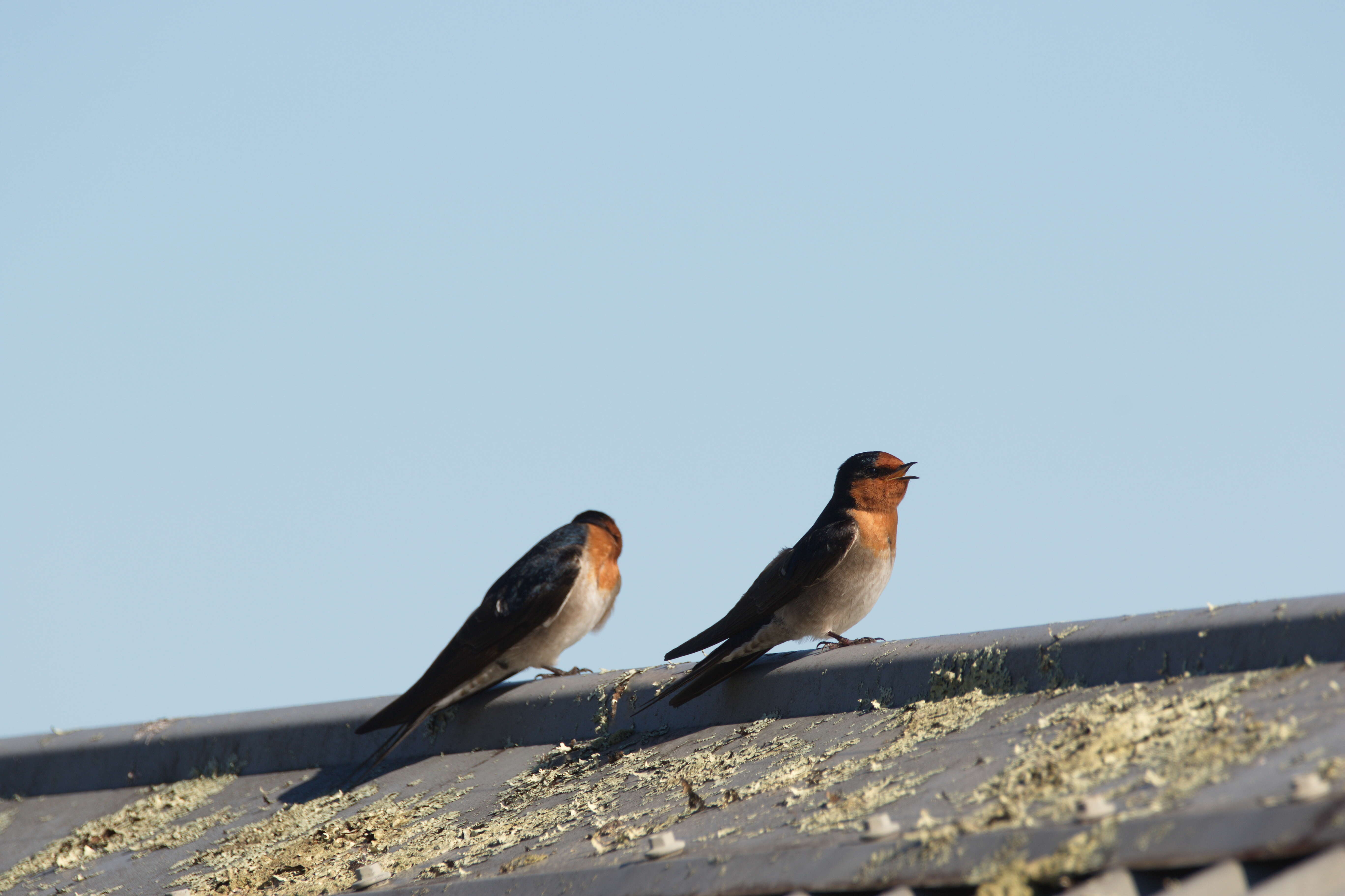 Imagem de Hirundo neoxena Gould 1842