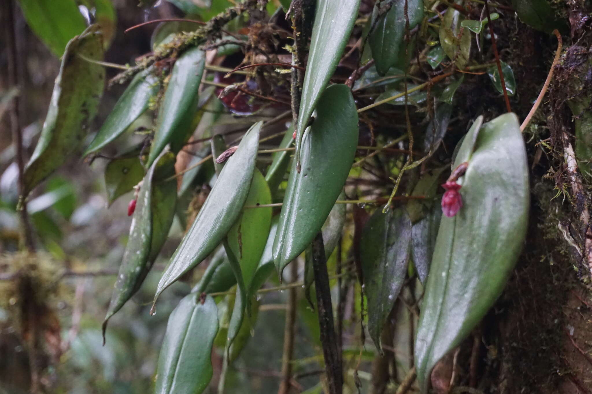 Image of Pleurothallis giraldoi Luer