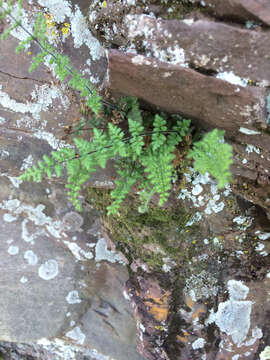 Image of Myriopteris lanosa (Michx.) Grusz & Windham