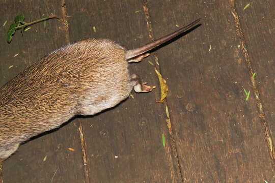 Image of Northern Brown Bandicoot