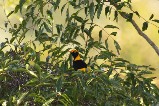 Image of Sericulus Swainson 1825