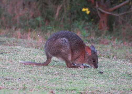 Image de Pademelon à cou rouge