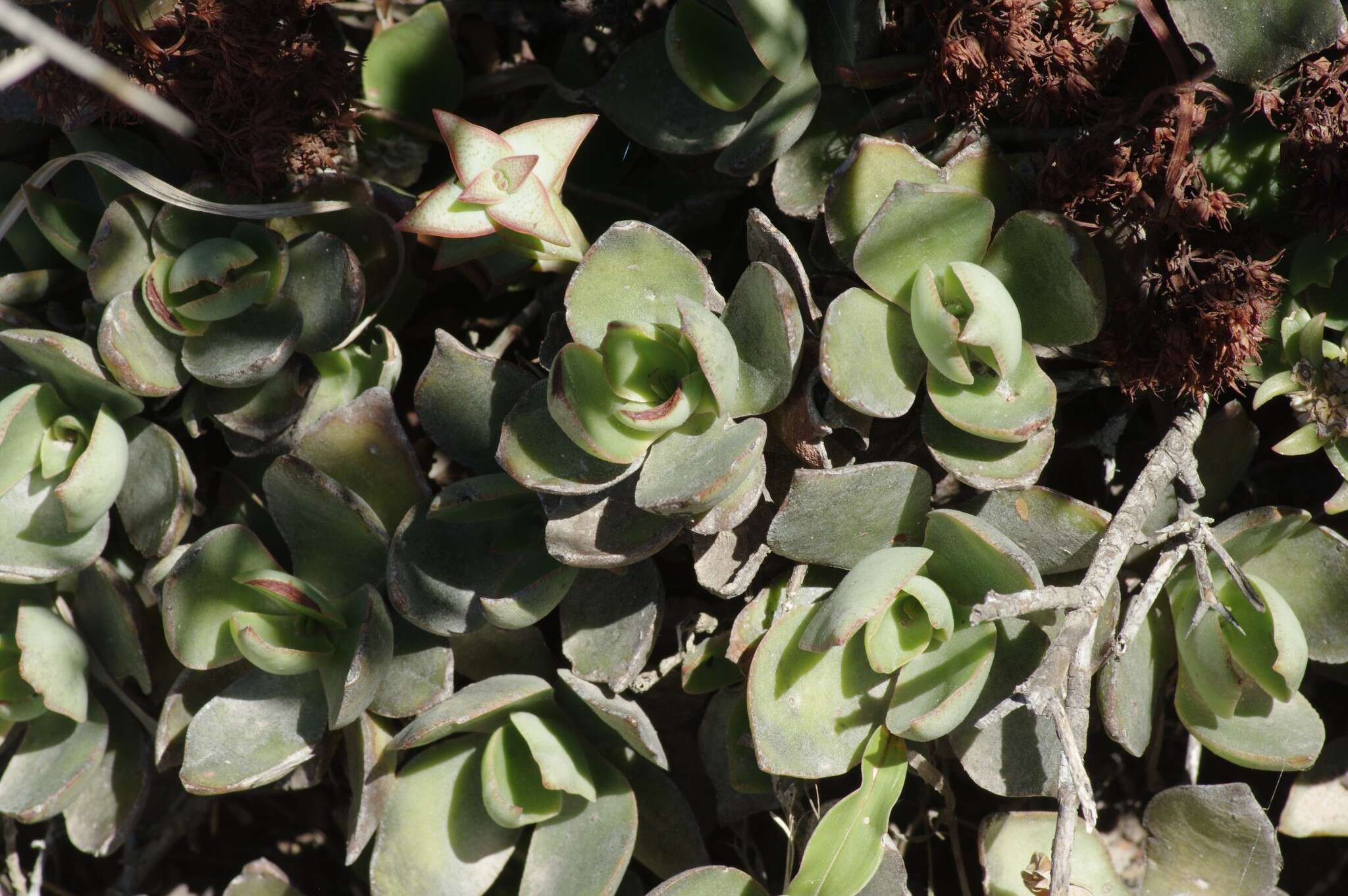 Image of Crassula lactea