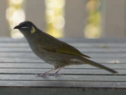 Image of Lewin's Honeyeater