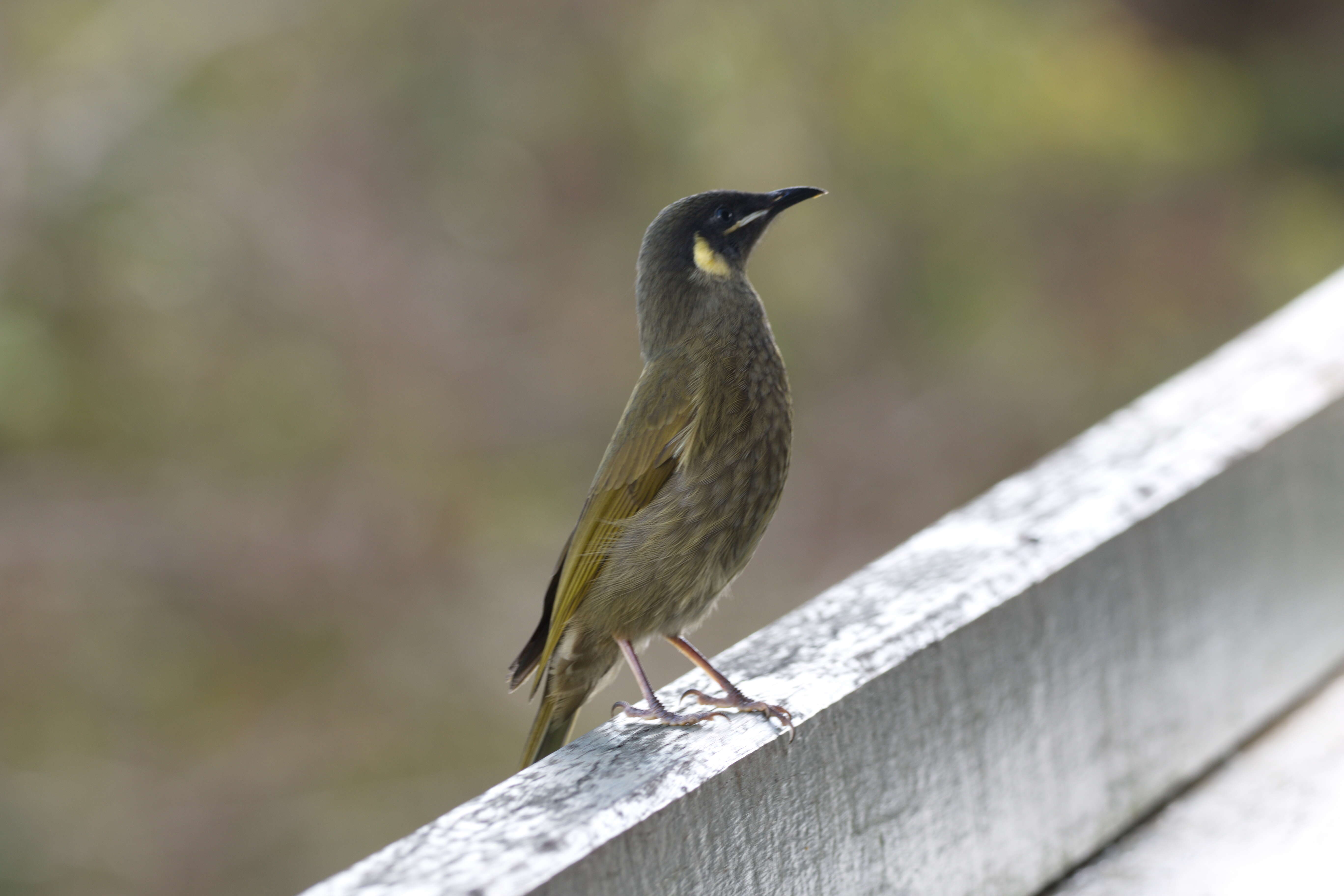 Image of Lewin's Honeyeater