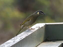 Image of Lewin's Honeyeater